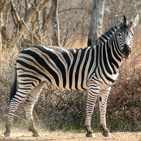 Ditholo Game Lodge Bela Bela المظهر الخارجي الصورة