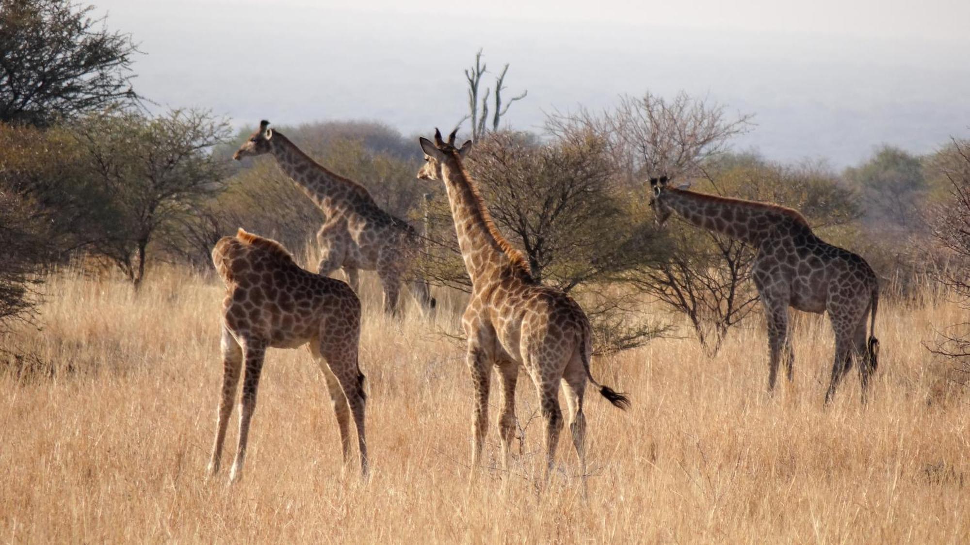 Ditholo Game Lodge Bela Bela المظهر الخارجي الصورة