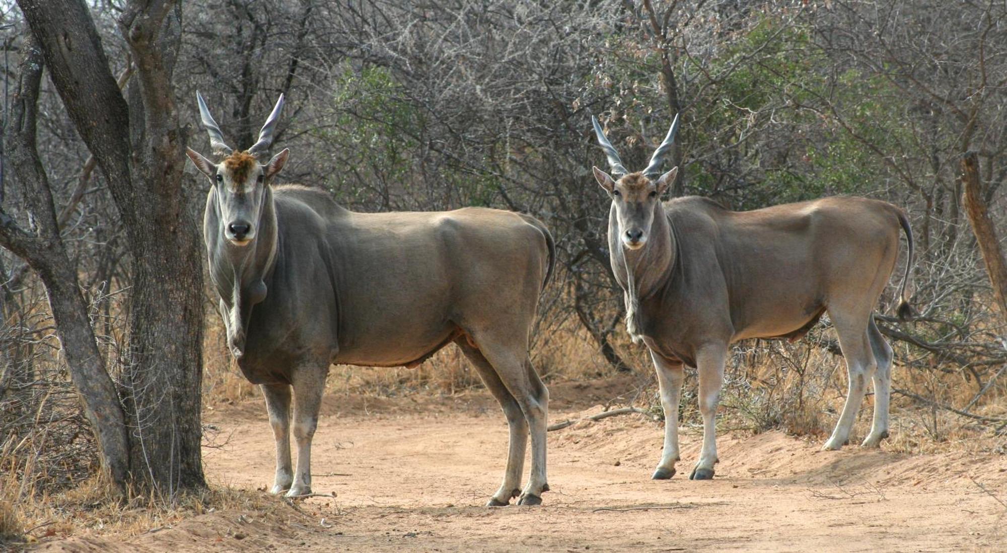 Ditholo Game Lodge Bela Bela المظهر الخارجي الصورة