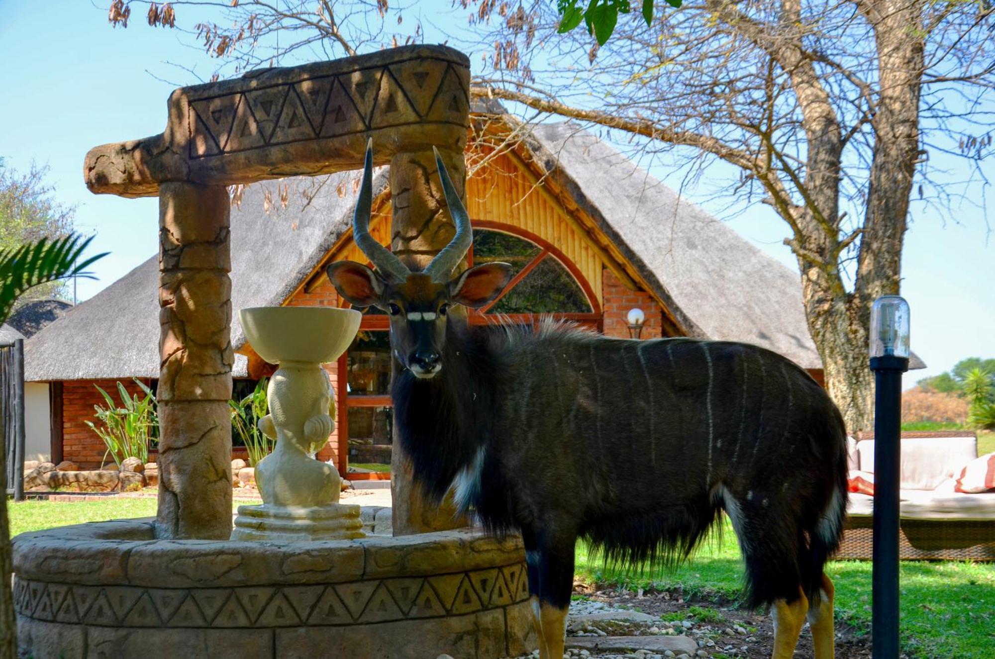 Ditholo Game Lodge Bela Bela المظهر الخارجي الصورة