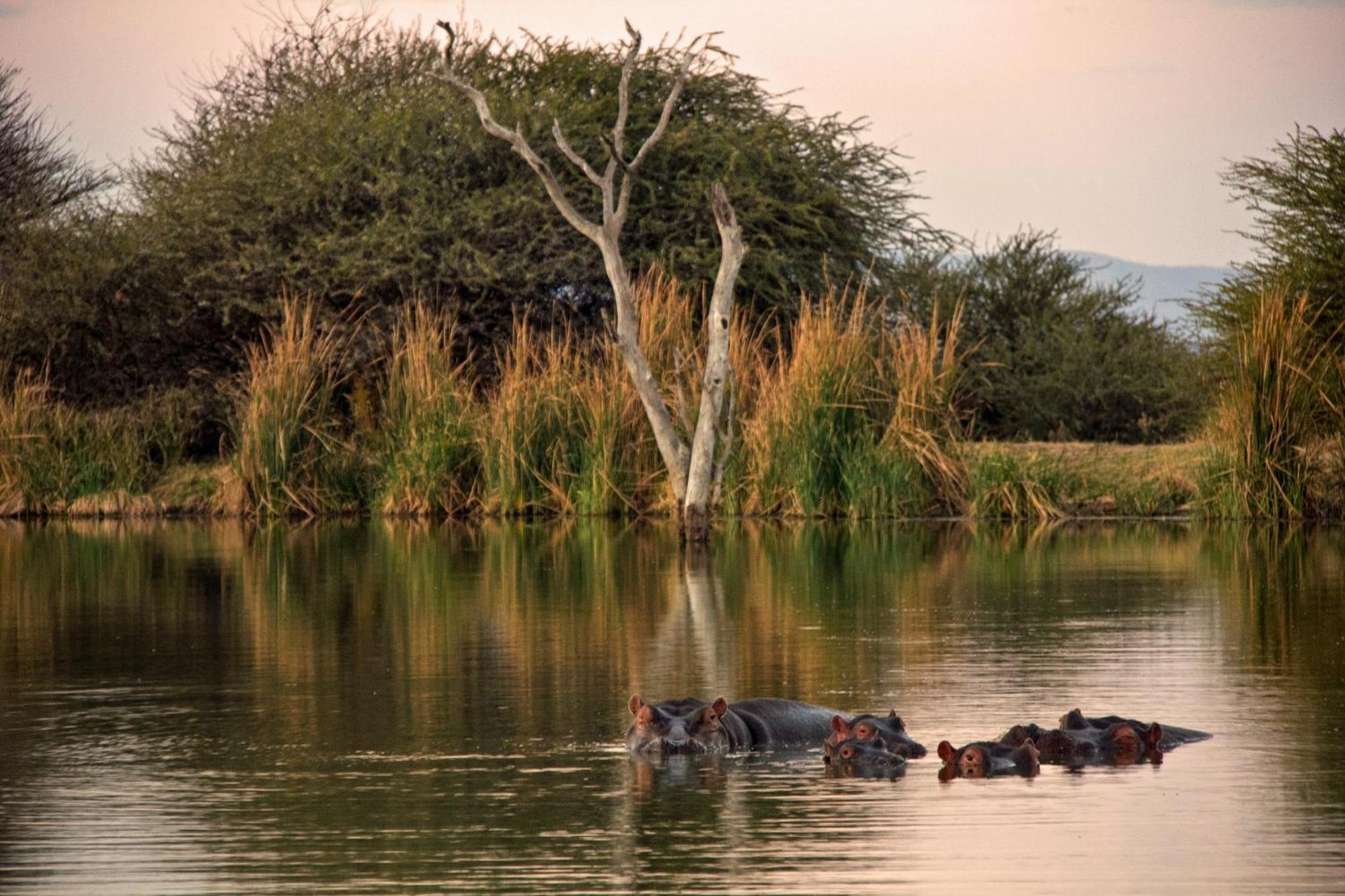 Ditholo Game Lodge Bela Bela المظهر الخارجي الصورة