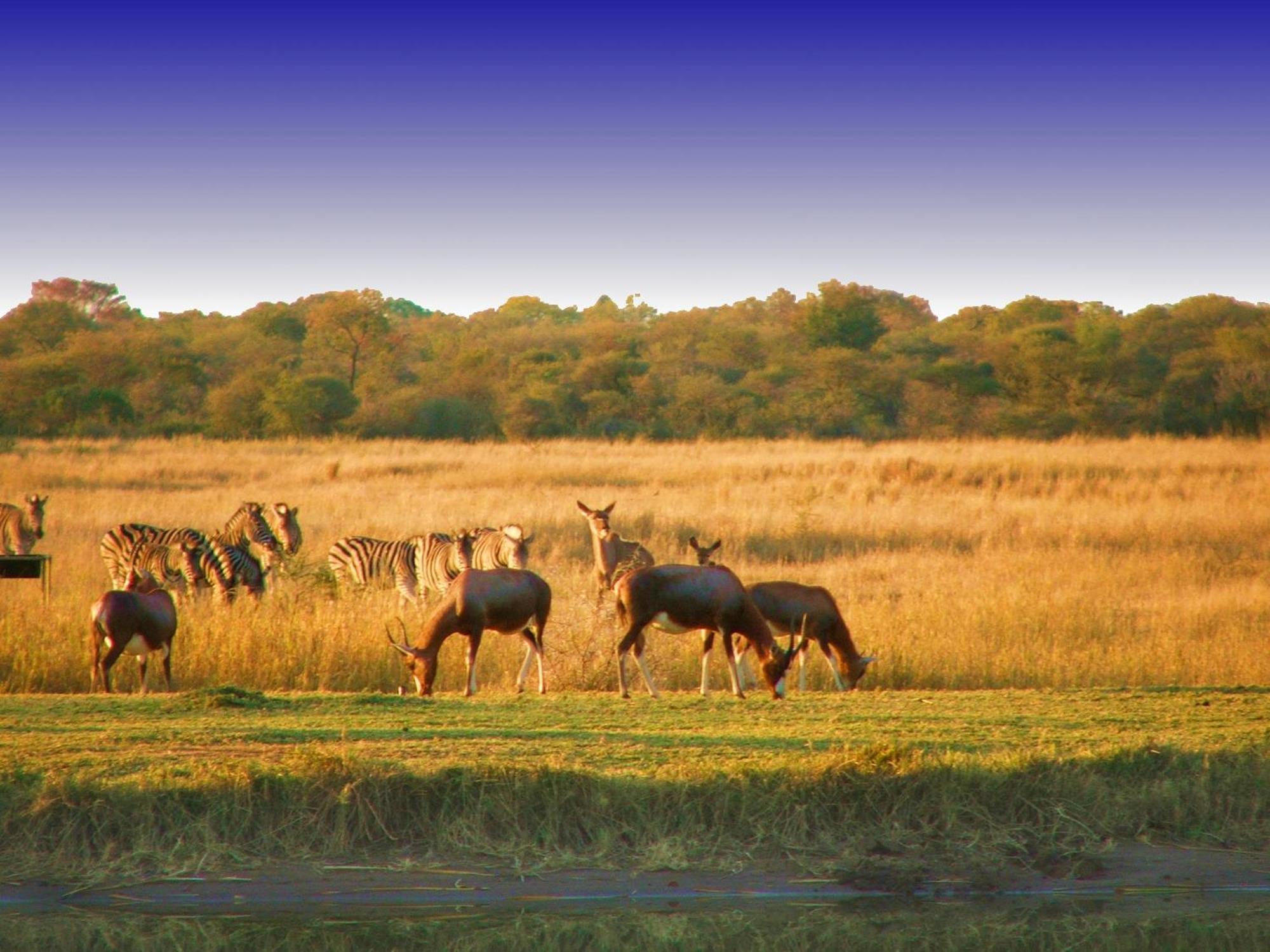 Ditholo Game Lodge Bela Bela المظهر الخارجي الصورة