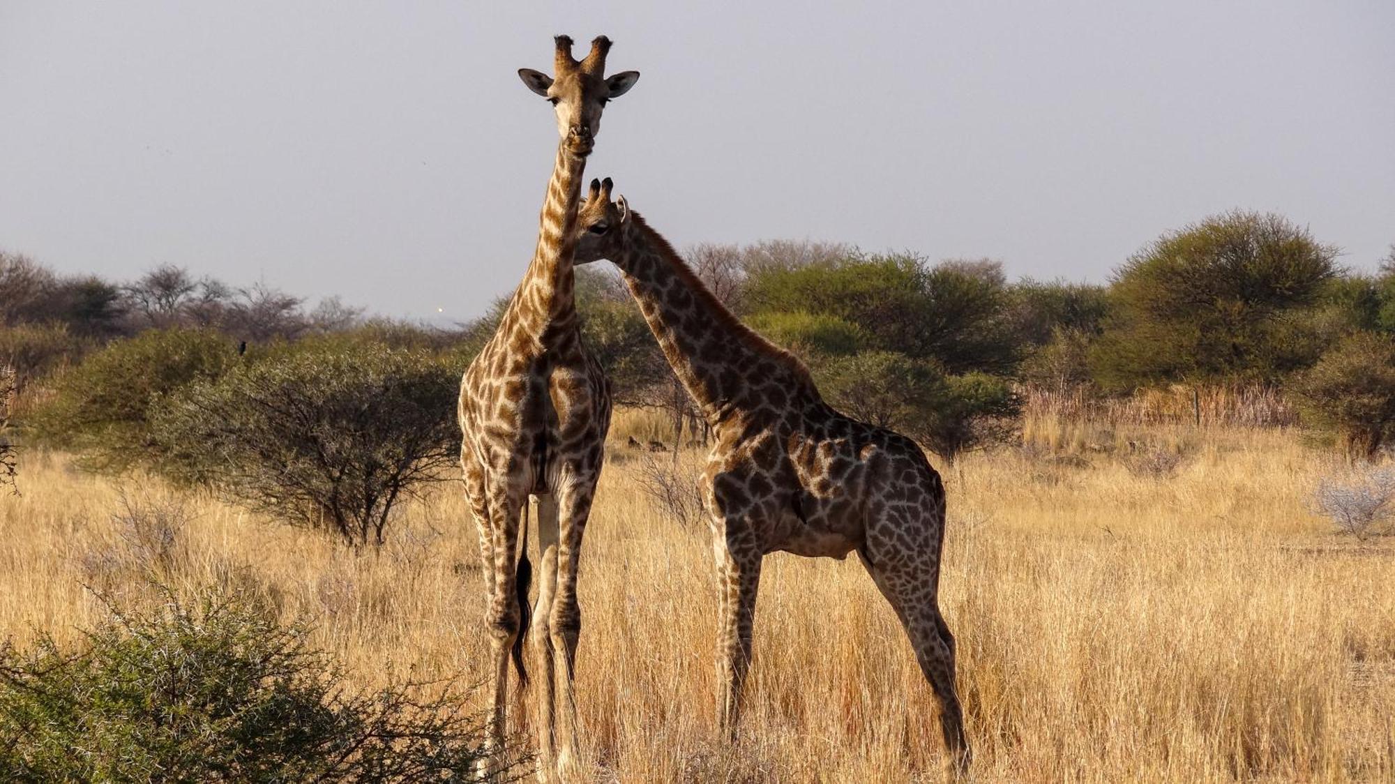 Ditholo Game Lodge Bela Bela المظهر الخارجي الصورة