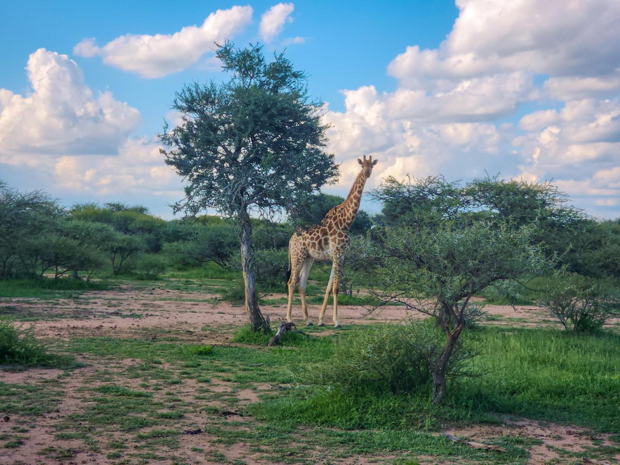 Ditholo Game Lodge Bela Bela المظهر الخارجي الصورة
