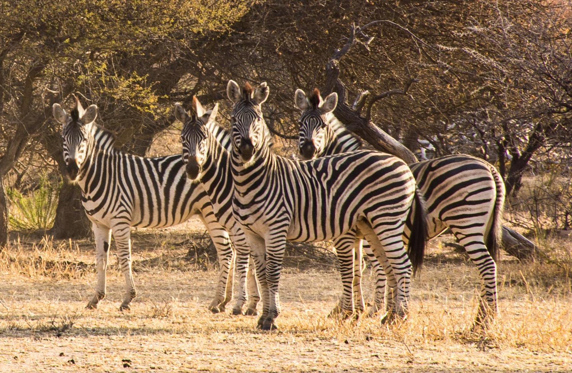 Ditholo Game Lodge Bela Bela المظهر الخارجي الصورة