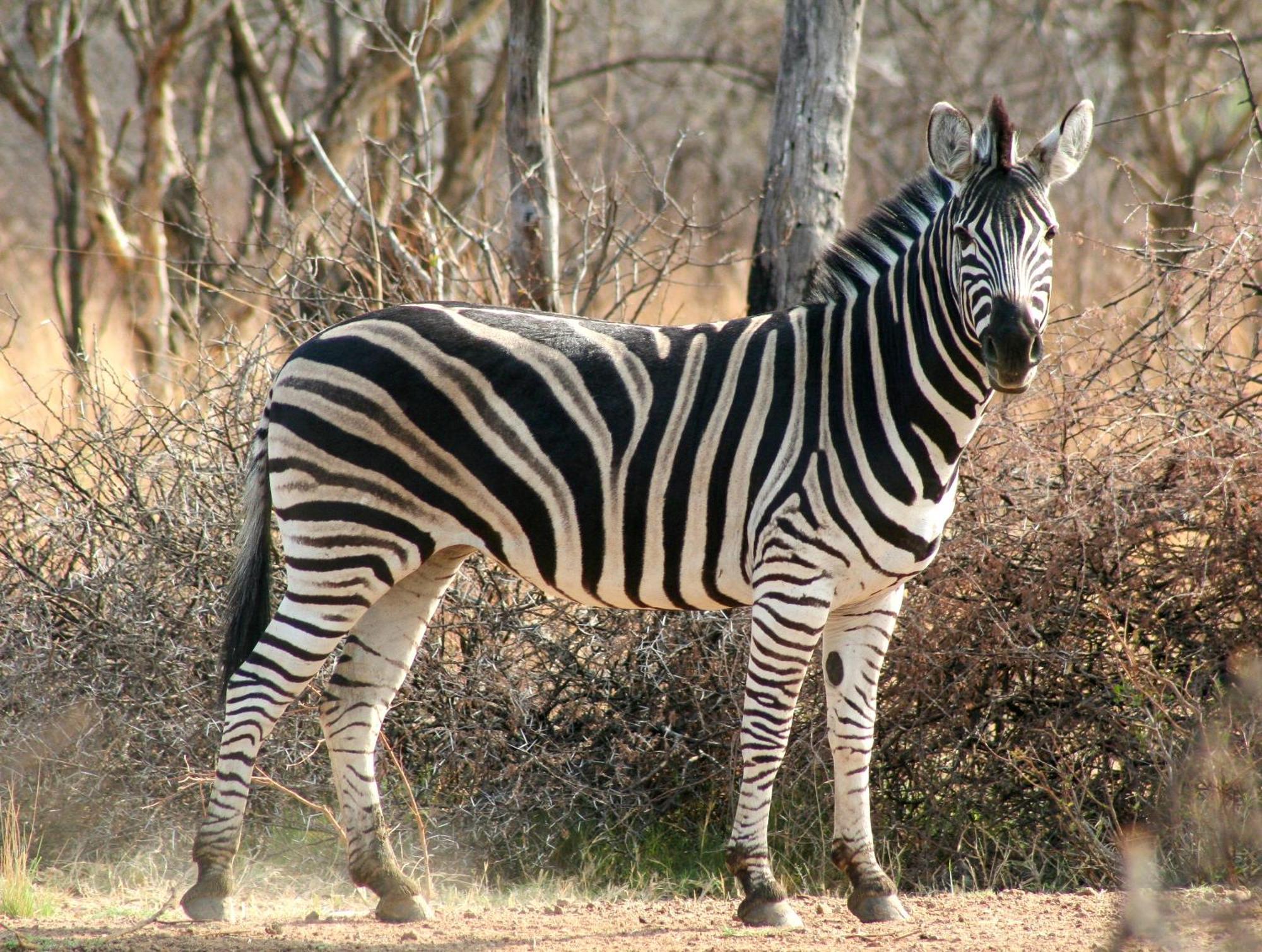 Ditholo Game Lodge Bela Bela المظهر الخارجي الصورة